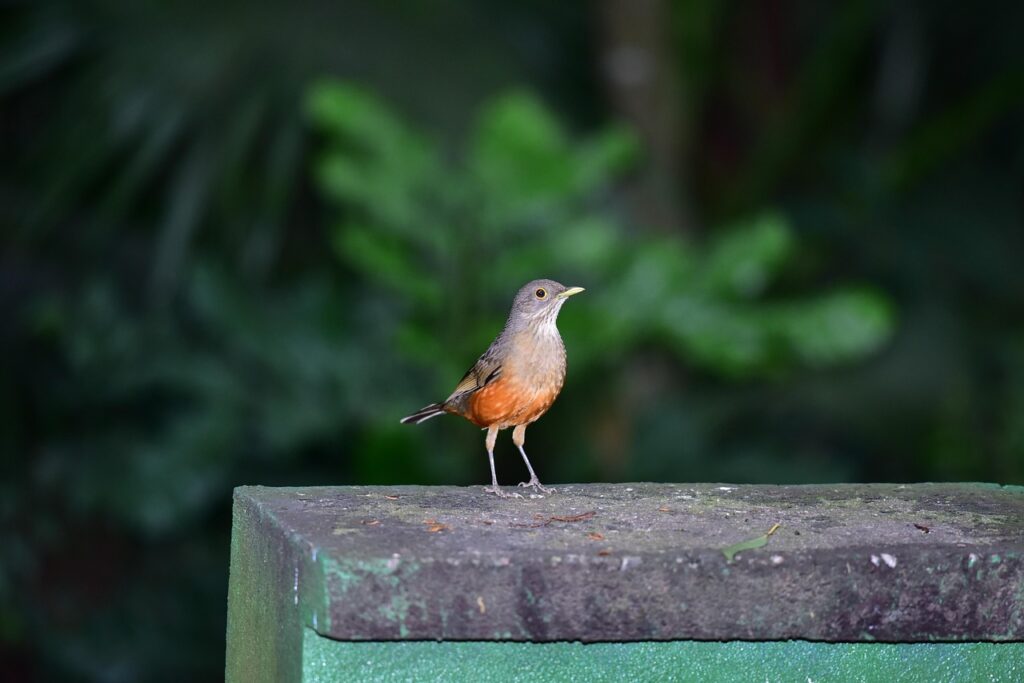 Taller Aus Insectivores