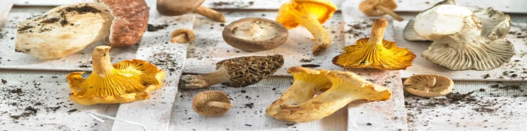 JORNADA DELS BOLETS